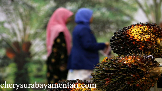 Minyak Sawit RI Makin Tangguh: Tarif AS Justru Jadi Keuntungan